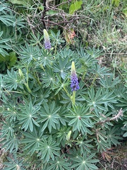 Lupinus