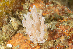 Phyllodesmium tuberculatum