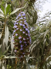 Echium candicans