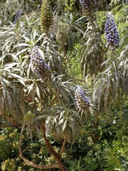 Echium candicans