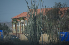 Fouquieria splendens