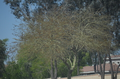 Parkinsonia
