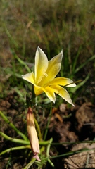 Gladiolus trichonemifolius