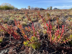 Laurembergia repens