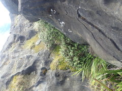 Anaphalioides subrigida