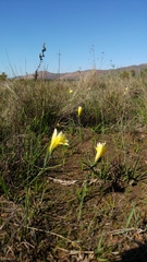 Gladiolus trichonemifolius