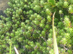 Anaphalioides subrigida