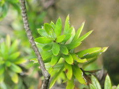 Anaphalioides subrigida