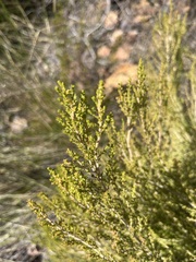 Erica tristis