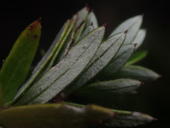 Anaphalioides subrigida