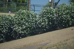 Nerium oleander
