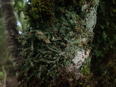 Brigantiaea phaeomma