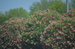 Nerium oleander