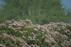 Nerium oleander