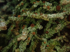 Brigantiaea phaeomma