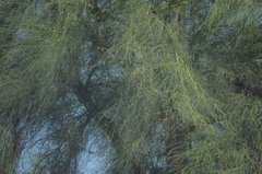 Parkinsonia