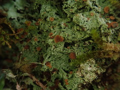 Brigantiaea phaeomma