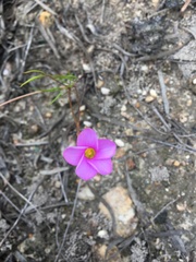 Oxalis polyphylla
