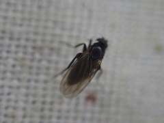Metopininae