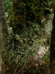 Brigantiaea phaeomma