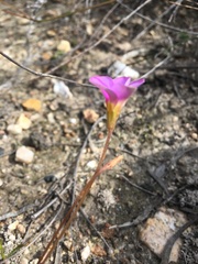 Oxalis polyphylla