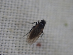 Metopininae