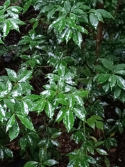 Cinnamomum micranthum