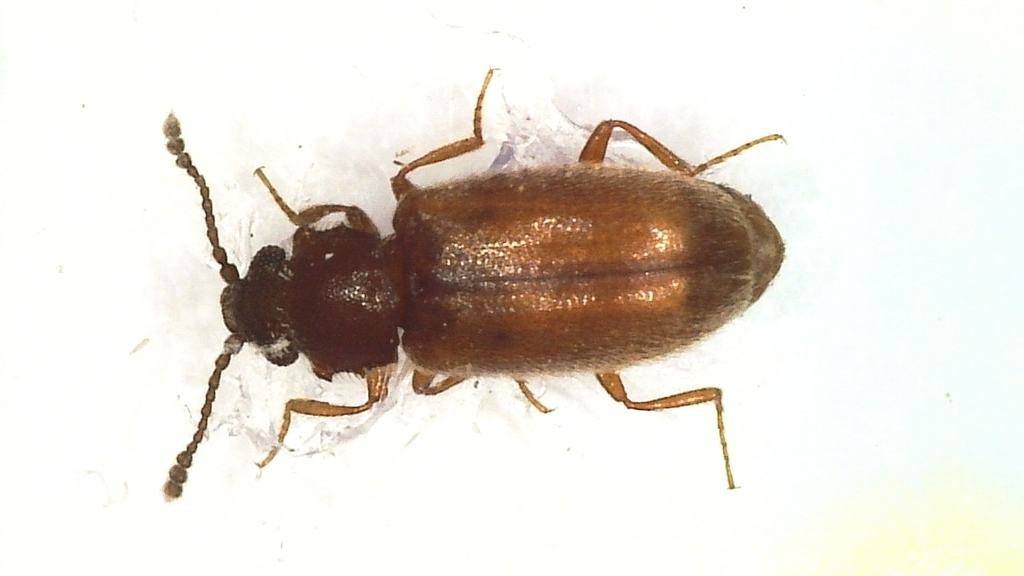 Cryptophagus denticulatus