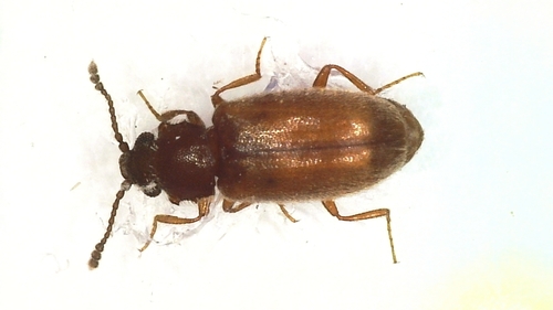 Cryptophagus denticulatus