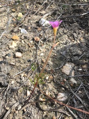 Oxalis polyphylla