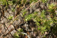 Melichrus adpressus