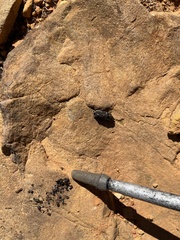 Hystrix africaeaustralis