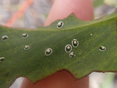Pseudozaphanera wariensis