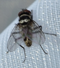 Limnophora obsignata