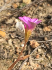 Oxalis polyphylla