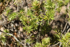 Melichrus adpressus