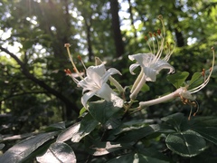 Rhododendron viscosum