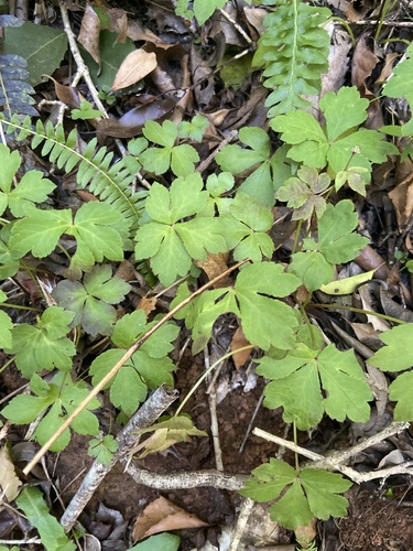 Sanicula elata