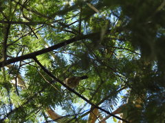 Acanthiza pusilla