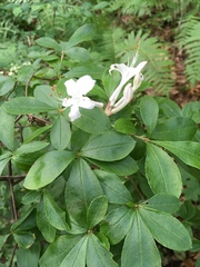 Rhododendron viscosum