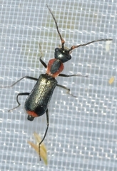 Cyrtosus cyanipennis