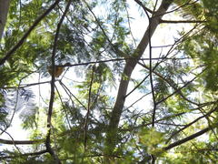Acanthiza pusilla
