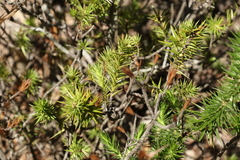 Melichrus adpressus