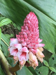 Alpinia sessiliflora