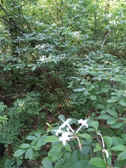 Rhododendron viscosum
