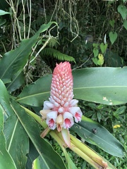 Alpinia sessiliflora