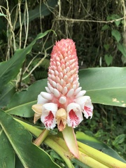 Alpinia sessiliflora