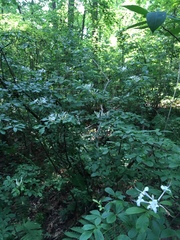 Rhododendron viscosum