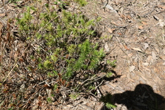 Melichrus adpressus
