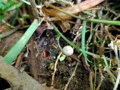 Tubaria romagnesiana